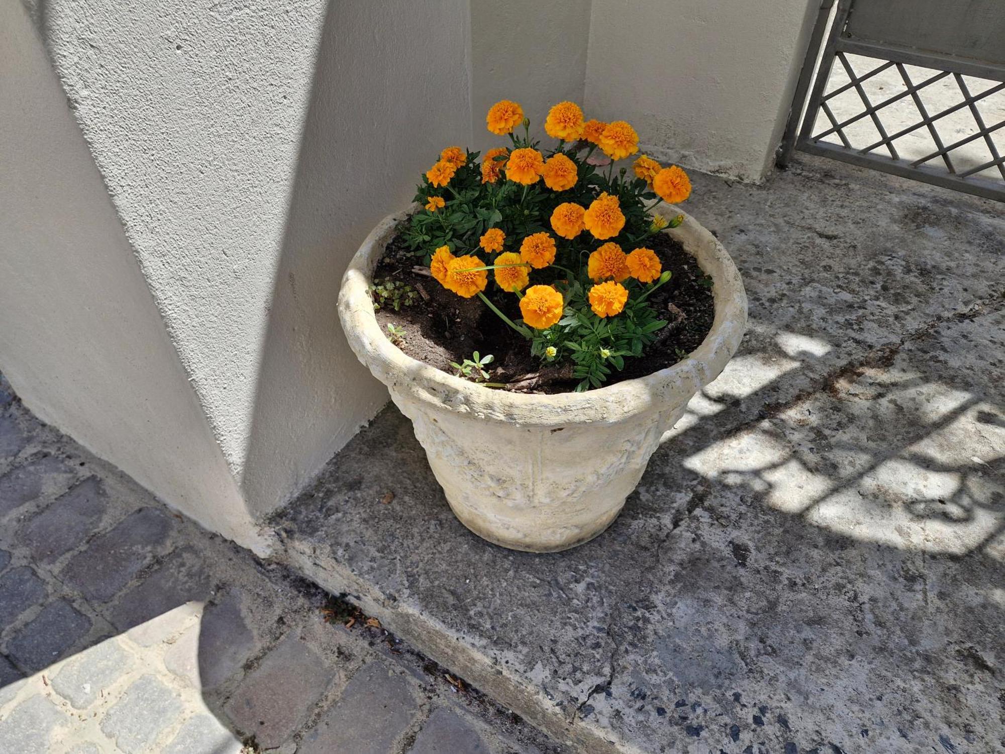 شقة The Botanical House غرب سومرست المظهر الخارجي الصورة